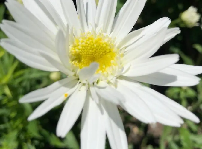 Apartament Lassendorf