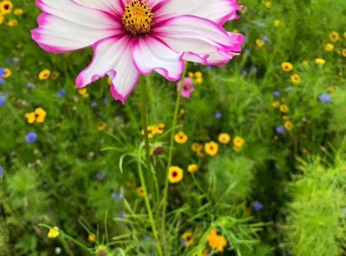 Lassendorf Apartament